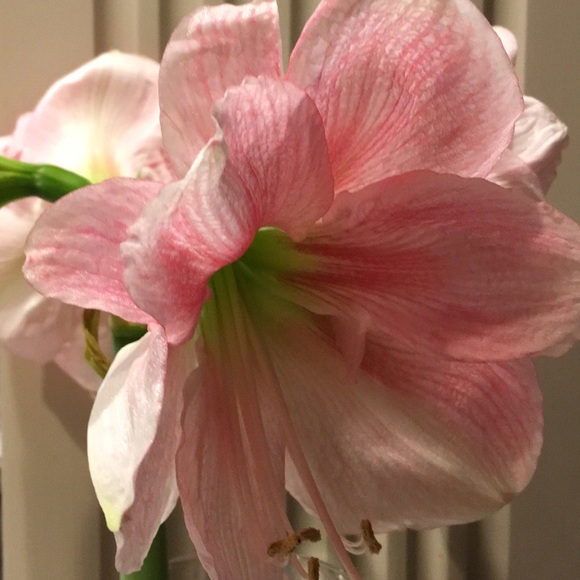 Meet your Posher, Carey - Picture 1 of 1